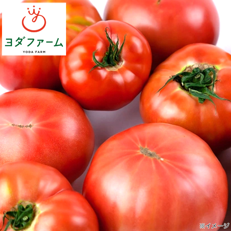 ４ｋｇ）産地直送　ヨダファームの農家直送完熟トマト　規格外品