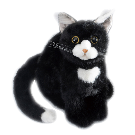 （ハチワレ）お座り　なでなで子猫ちゃん